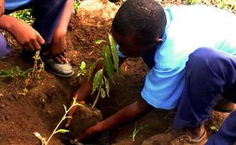 Feature_Treeplanting exercise